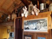 Location de particuliers � particuliers PETIT CHALET EN RONDINS - GITE ATYPIQUE PROCHE DU BEAUJOLAIS ET DE LA BOURGOGNE Chalet Loire photo 8