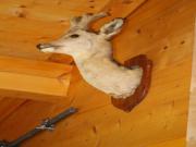 Location de particuliers � particuliers G�te et chalet Les Wilmays 2-6 pers Chalet Ardennes photo 10