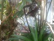 Location de particuliers � particuliers A proximit� des plages de Gosier Location saisonni�re Guadeloupe photo 5