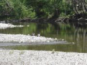 Location de particuliers � particuliers Gite du mas de chatusse, parc national des C�vennes G�te Gard photo 11