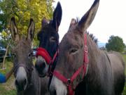 Location de particuliers � particuliers Un g�te et huit �nes G�te Ain photo 9