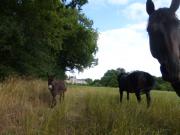 Location de particuliers � particuliers G�tes et maison de vacances garneraie G�te Vend�e photo 14