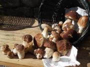 Location de particuliers � particuliers G�te du Potiron,moyenne montagne, entre aubenas et le puy en velay G�te Ard�che photo 14