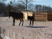 Location de particuliers � particuliers Gite familial 6 places face aux Pyr�n�es G�te Haute garonne photo 7