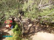 Location de particuliers � particuliers APT F3 REZ DE JARDIN PISCINE VUE MER Location saisonni�re Corse du Sud photo 7