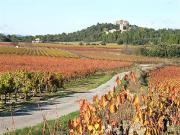 Location de particuliers � particuliers Gite GRENACHE, entour� de vignes, entre mer et C�vennes G�te H�rault photo 14