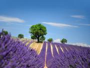 Location de particuliers � particuliers Chambres d'h�tes avec piscine chauff�e Valensole Chambres d'hotes Alpes de haute provence photo 8