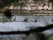 Location de particuliers � particuliers Suite Parentale LES CERISIERS entre Sarlat et Monbazillac Chambres d'hotes Dordogne photo 6