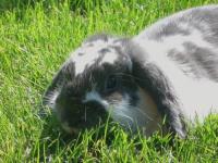 Location de particuliers � particuliers Domaine de l'Aug�re.En Berry.Proche de Nohant, pays de George Sand et Sainte-S�v�re Chambres d'hotes Indre photo 10