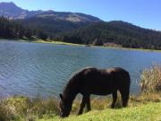 Location de particuliers � particuliers G�te au lac de Payolle-Campan, station familiale de ski, dit le petit Canada G�te Hautes Pyr�n�es photo 8