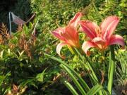 Location de particuliers � particuliers Chamres d'H�tes L'Echapp�e Belle Chambres d'hotes Loiret photo 3