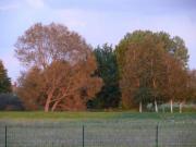 Location de particuliers � particuliers Petit g�te 10 km Ch�teauroux, cadre champ�tre  G�te Indre photo 13