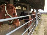Location de particuliers � particuliers Chambres d�h�tes dans un ancien ch�teau viticole Chambres d'hotes Gironde photo 11