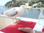 Location de particuliers � particuliers LES PIEDS DANS L'EAU VILLA  CARQUEIRANNE VAR Location saisonni�re Var photo 15