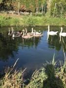 Location de particuliers � particuliers L'abreuvoir de riviere, parc d'1 ha, �tang  G�te Somme photo 8