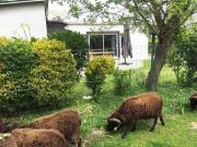 Location de particuliers � particuliers Gite plein sud Saint Lunaire, entre Saint Briac et Dinard G�te Ille et Vilaine photo 3