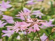 Location de particuliers � particuliers G�te douillet dans vieux mas, au c�ur du parc national des C�vennes G�te Gard photo 10