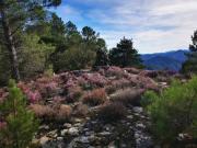 Location de particuliers � particuliers G�te douillet dans vieux mas, au c�ur du parc national des C�vennes G�te Gard photo 14