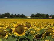 Location de particuliers � particuliers En Provence g�te la Muscadelle G�te Vaucluse photo 10